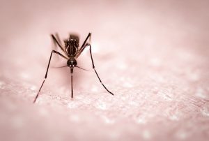 Preventing Zika Infection Where You Live