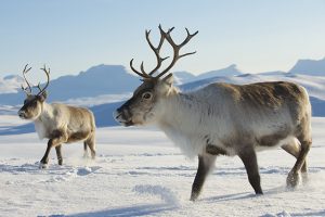 Scientists Discover How Rudolph Sees Through Dense Arctic Fog